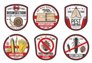 5 Critical Reasons You Need Emergency Pest Control